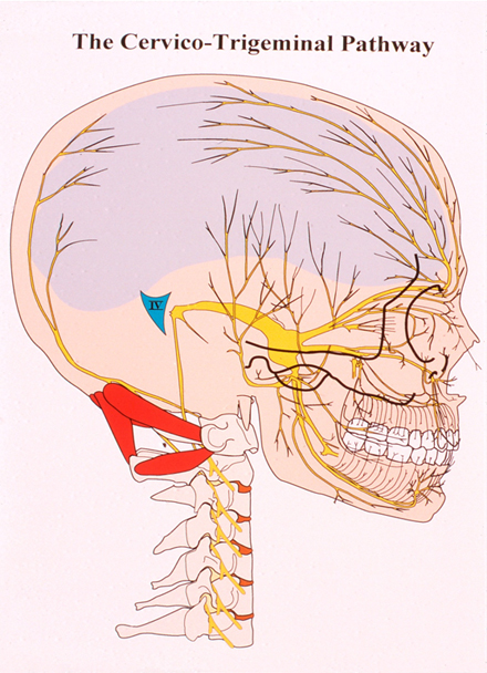 The Cervico-Trigeminal Pathway