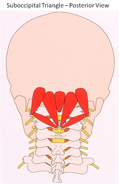 Subocciptal Traingle - Posterior View